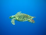 Curacao 04-12 537